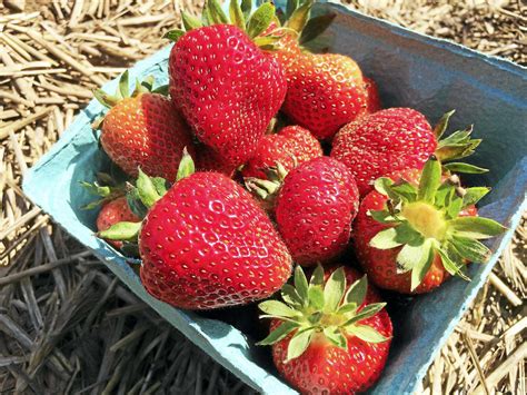 Enjoy snacks from the farm bakery, or take a walk on the trails too. . Strawberry picking season ct